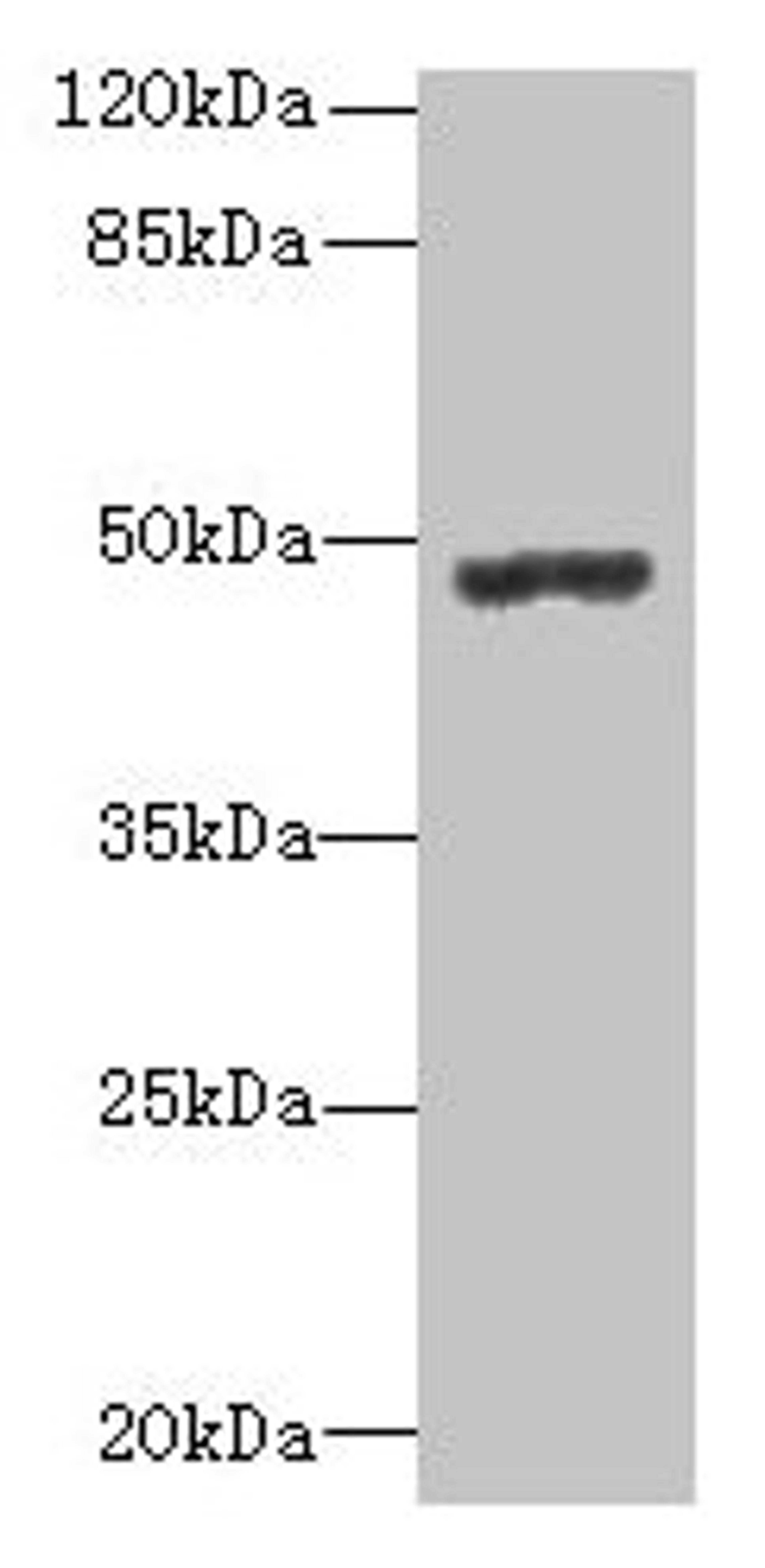 Western blot. All lanes: PSG3 antibody at 10µg/ml + HepG2 whole cell lysate. Secondary. Goat polyclonal to rabbit IgG at 1/10000 dilution. Predicted band size: 48 kDa. Observed band size: 48 kDa