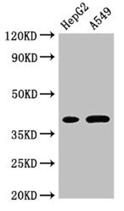 Western Blot. Positive WB detected in: HepG2 whole cell lysate, A549 whole cell lysate. All lanes: FOXI1 antibody at 3µg/ml. Secondary. Goat polyclonal to rabbit IgG at 1/50000 dilution. Predicted band size: 41, 31 kDa. Observed band size: 41 kDa