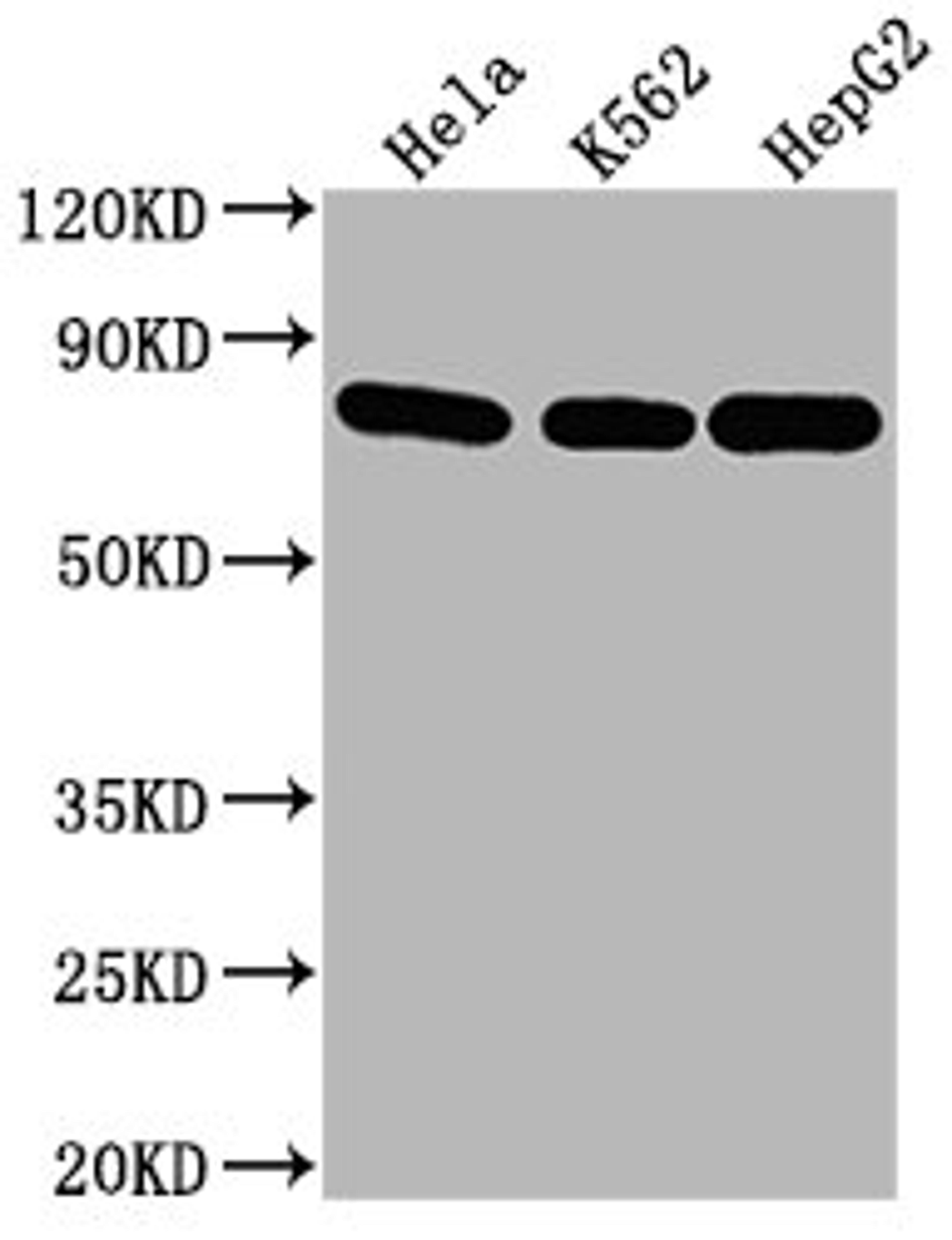 Western Blot. Positive WB detected in: Hela whole cell lysate, K562 whole cell lysate, HepG2 whole cell lysate. All lanes HSPA8 antibody at 1:2000. Secondary. Goat polyclonal to mouse IgG at 1/50000 dilution. Predicted band size: 70~75 KDa. Observed band size: 70~75 KDa. Exposure time: 5min