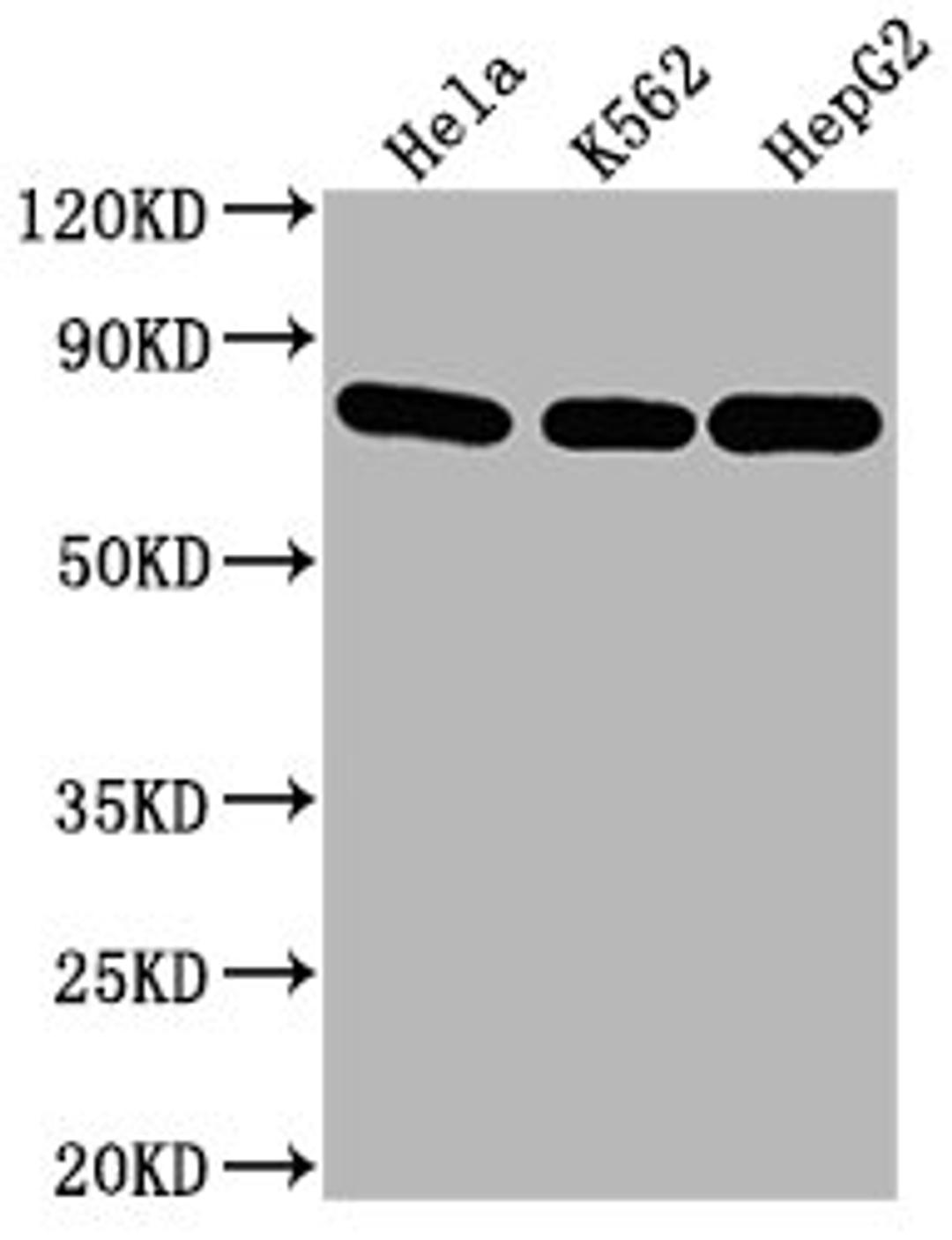 Western Blot. Positive WB detected in: Hela whole cell lysate, K562 whole cell lysate, HepG2 whole cell lysate. All lanes HSPA8 antibody at 1:2000. Secondary. Goat polyclonal to mouse IgG at 1/50000 dilution. Predicted band size: 70~75 KDa. Observed band size: 70~75 KDa. Exposure time: 5min