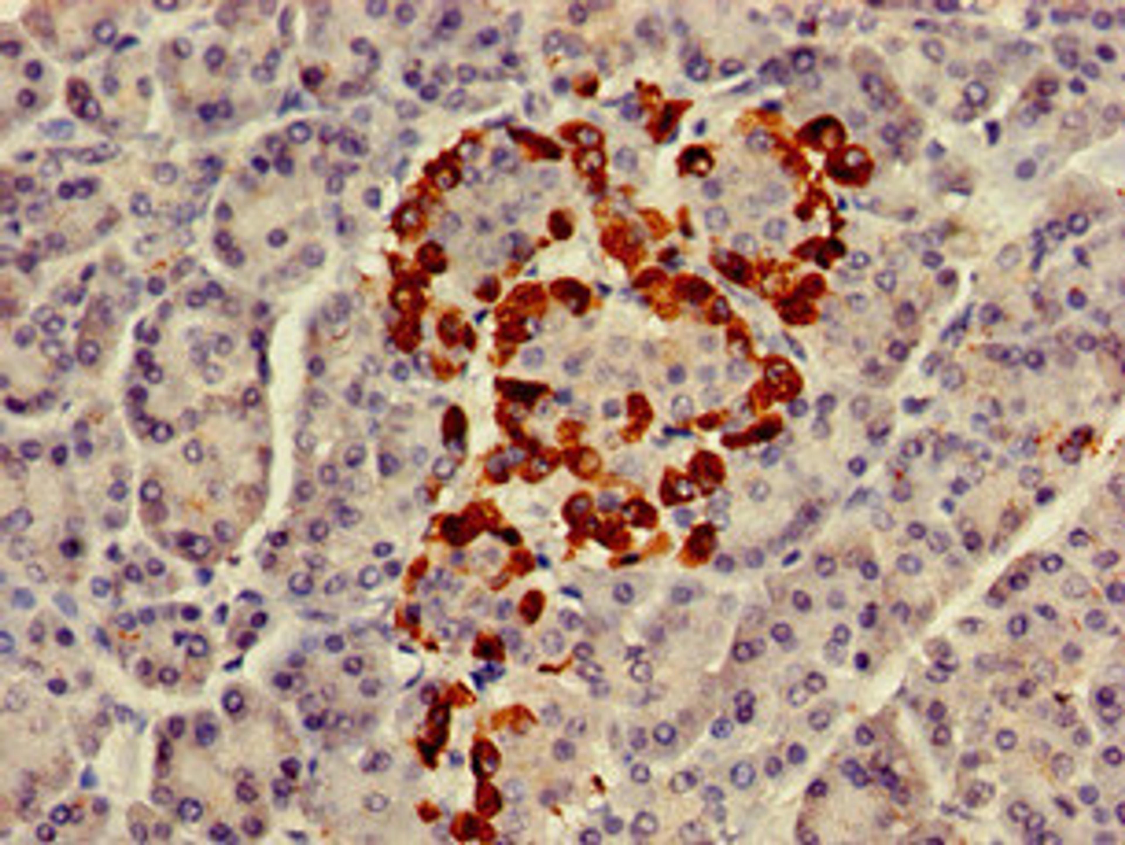 Immunohistochemistry of paraffin-embedded human pancreatic tissue using CSB-PA009601LA01HU at dilution of 1:100
