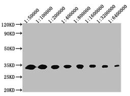 Western Blot. Positive WB detected in: 50ng recombinant protein. All lanes: GFP antibody at 1:50000, 1:100000, 1:200000, 1:400000, 1:800000, 1:1600000, 1:3200000, 1:6400000. Secondary. Goat polyclonal to mouse IgG at 1/50000 dilution. Predicted band size: 32 KDa. Observed band size: 32 KDa. Exposure time:5min
