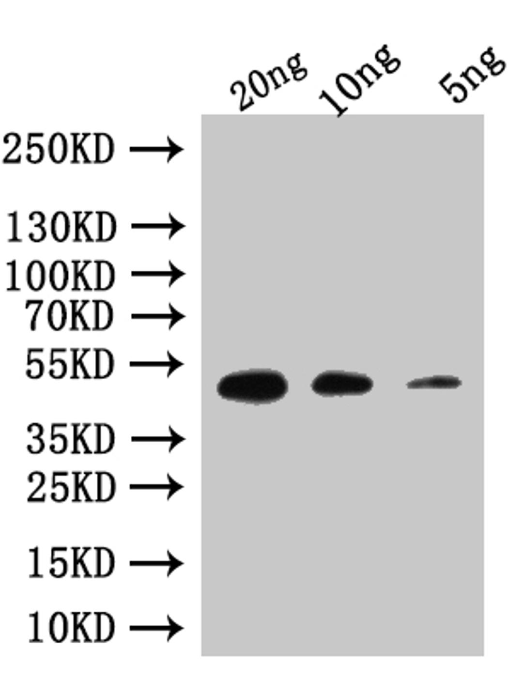 Western Blot. Positive WB detected in: recombinant protein. All lanes:Custom rpoE  Antibody at 1:1000. Secondary. Goat polyclonal to rabbit IgG at 1/50000 dilution. Predicted band size: 47 kDa. Observed band size: 47 kDa. 