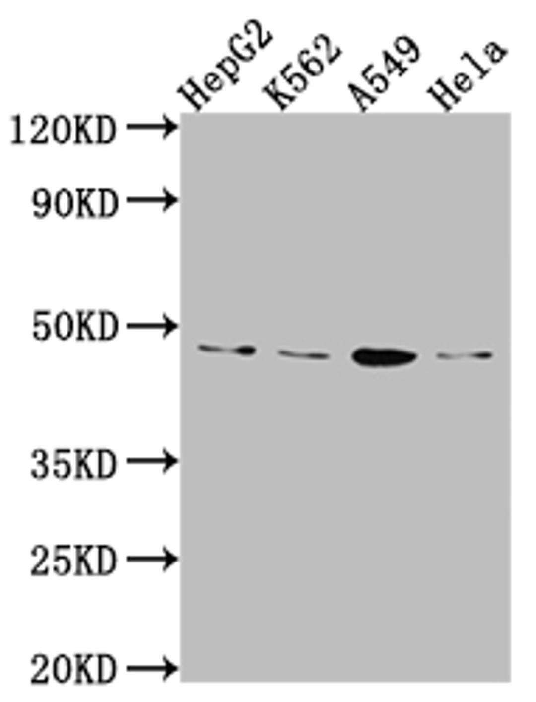 Western Blot. Positive WB detected in: HepG2 whole cell lysate, K562 whole cell lysate, A549 whole cell lysate, Hela whole cell lysate. All lanes: CD274 Antibody at 1:1000. Secondary. Goat polyclonal to rabbit IgG at 1/50000 dilution. Predicted band size: 34, 21, 21 kDa. Observed band size: 45 kDa. 