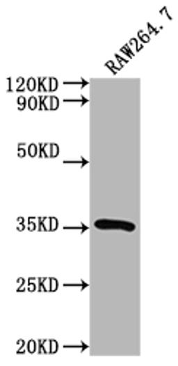 Western Blot. Positive WB detected in: RAW264.7 whole cell lysate. All lanes: Sftpa1 antibody at 1:2000. Secondary. Goat polyclonal to rabbit IgG at 1/50000 dilution. Predicted band size: 27 kDa. Observed band size: 35 kDa. 