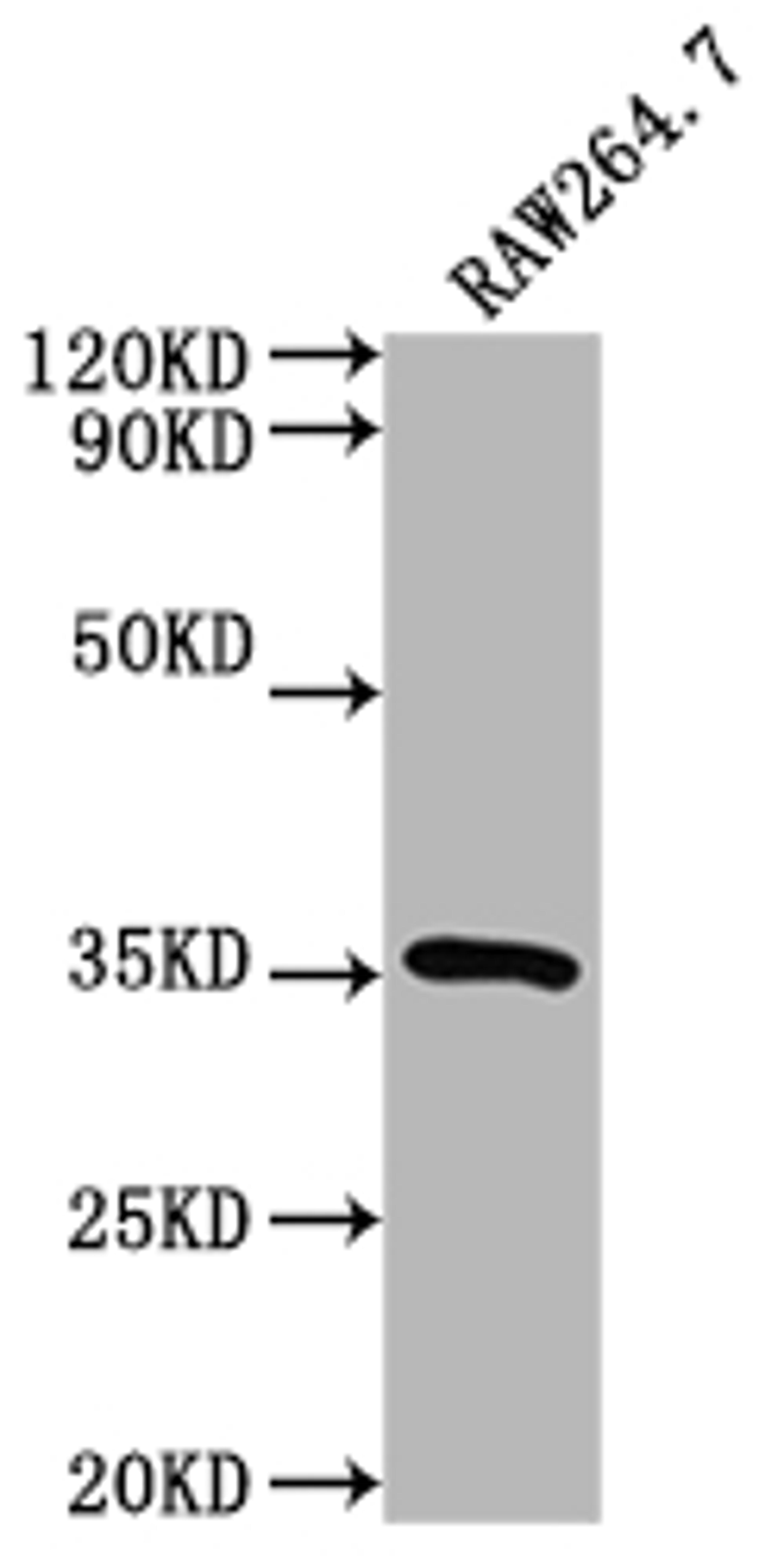 Western Blot. Positive WB detected in: RAW264.7 whole cell lysate. All lanes: Sftpa1 antibody at 1:2000. Secondary. Goat polyclonal to rabbit IgG at 1/50000 dilution. Predicted band size: 27 kDa. Observed band size: 35 kDa. 