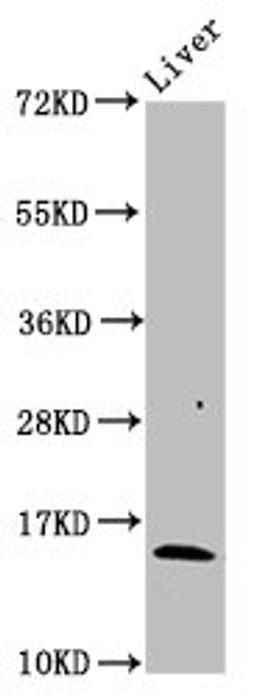 Western Blot. Positive WB detected in: Rat liver tissue. All lanes: HBB antibody at 3µg/ml. Secondary. Goat polyclonal to rabbit IgG at 1/50000 dilution. Predicted band size: 16 kDa. Observed band size: 16 kDa