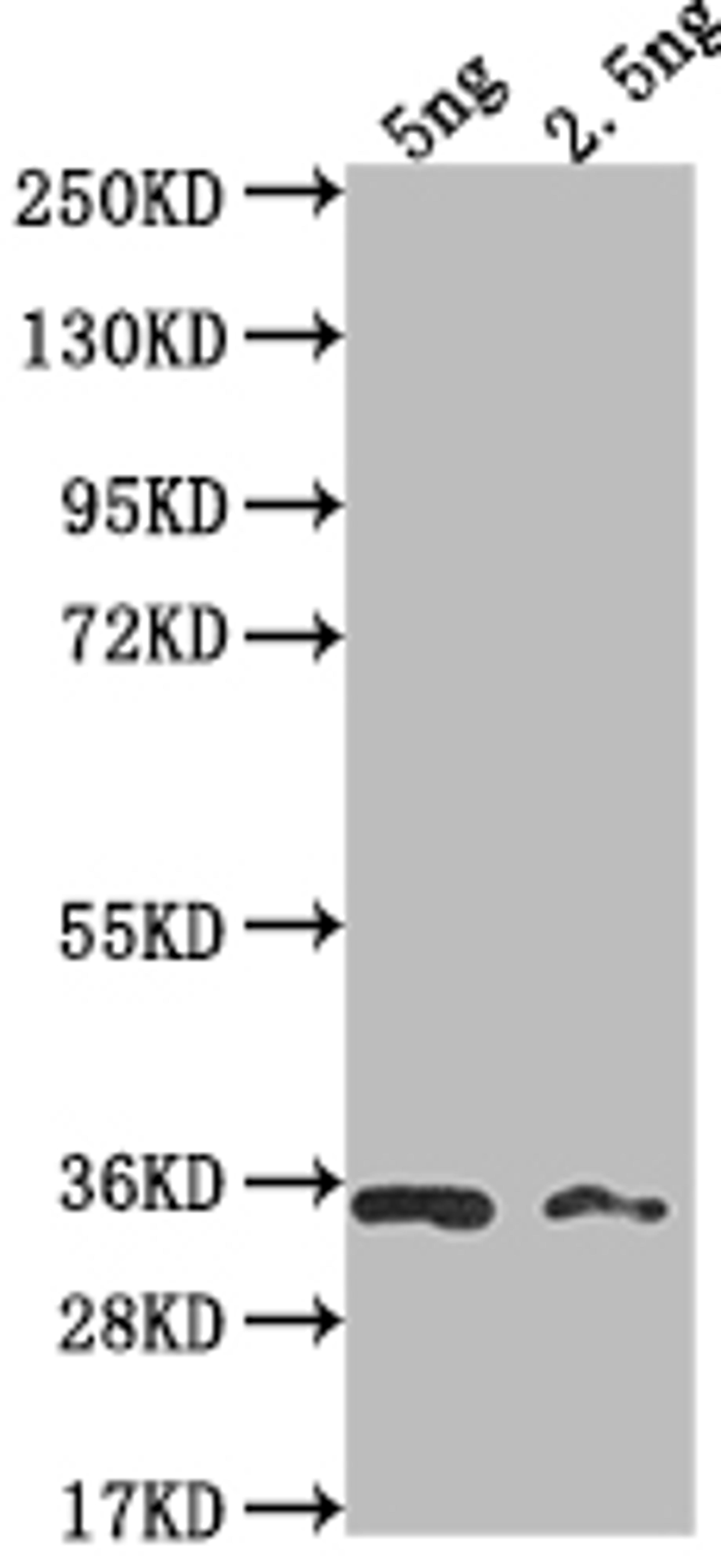 Western Blot. Positive WB detected in Recombinant protein. All lanes: BARF1 antibody at 1:2000. Secondary. Goat polyclonal to rabbit IgG at 1/50000 dilution. Predicted band size: 26.5 kDa. Observed band size: 32 kDa. 