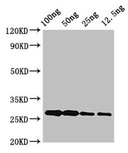 Western Blot. Positive WB detected in Recombinant protein. All lanes: albA antibody at 3.4µg/ml. Secondary. Goat polyclonal to rabbit IgG at 1/50000 dilution. Predicted band size: 27 kDa. Observed band size: 27 kDa