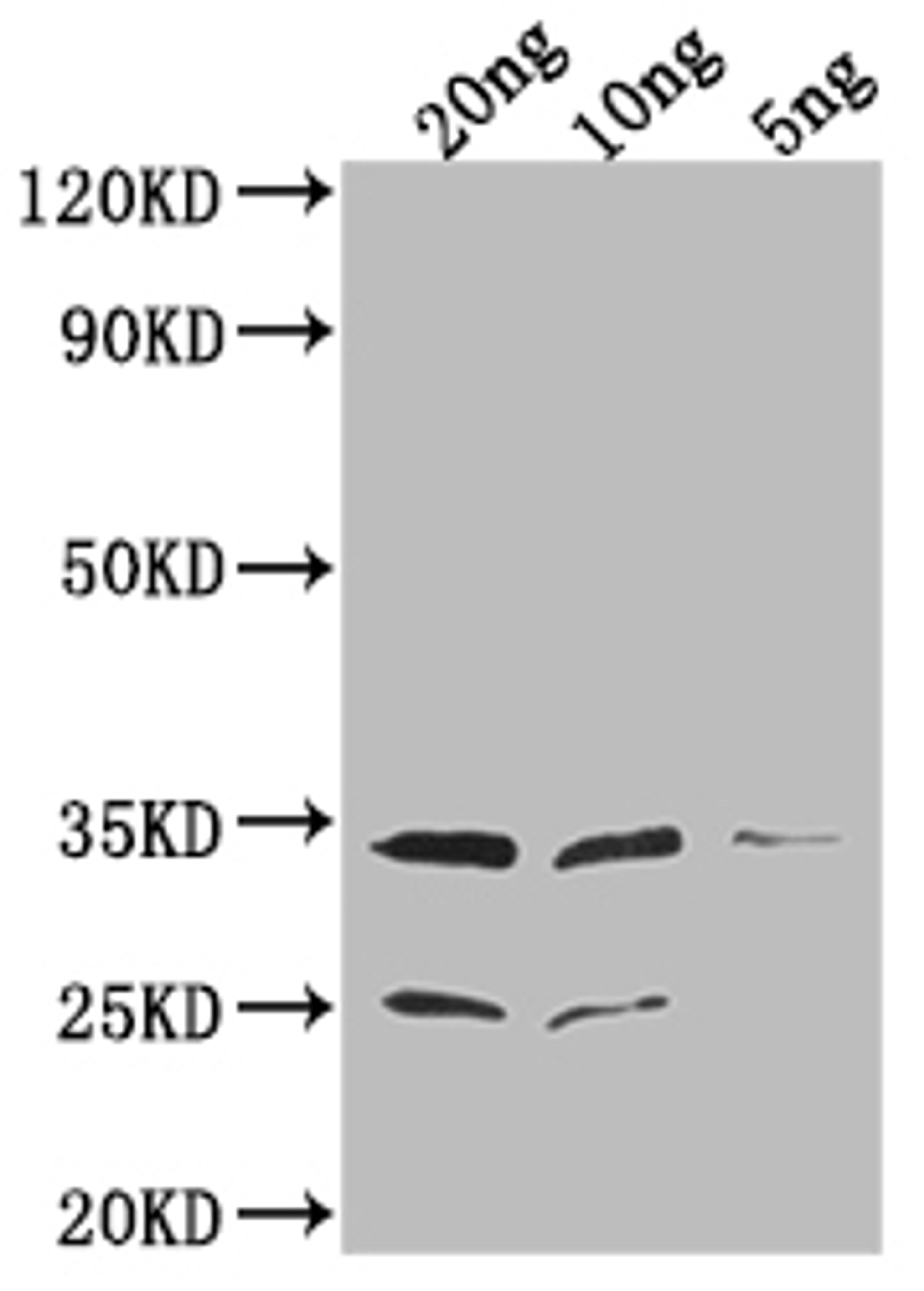 Western Blot. Positive WB detected in Recombinant protein. All lanes: EPTA antibody at 1:2000. Secondary. Goat polyclonal to rabbit IgG at 1/50000 dilution. Predicted band size: 34.1 kDa. Observed band size: 34 kDa. 