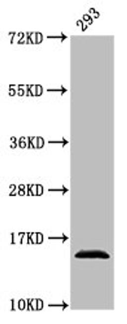 Western Blot. Positive WB detected in: 293 whole cell lysate. All lanes: HIST1H2AG antibody at 0.76µg/ml. Secondary. Goat polyclonal to rabbit IgG at 1/50000 dilution. Predicted band size: 15 kDa. Observed band size: 15 kDa