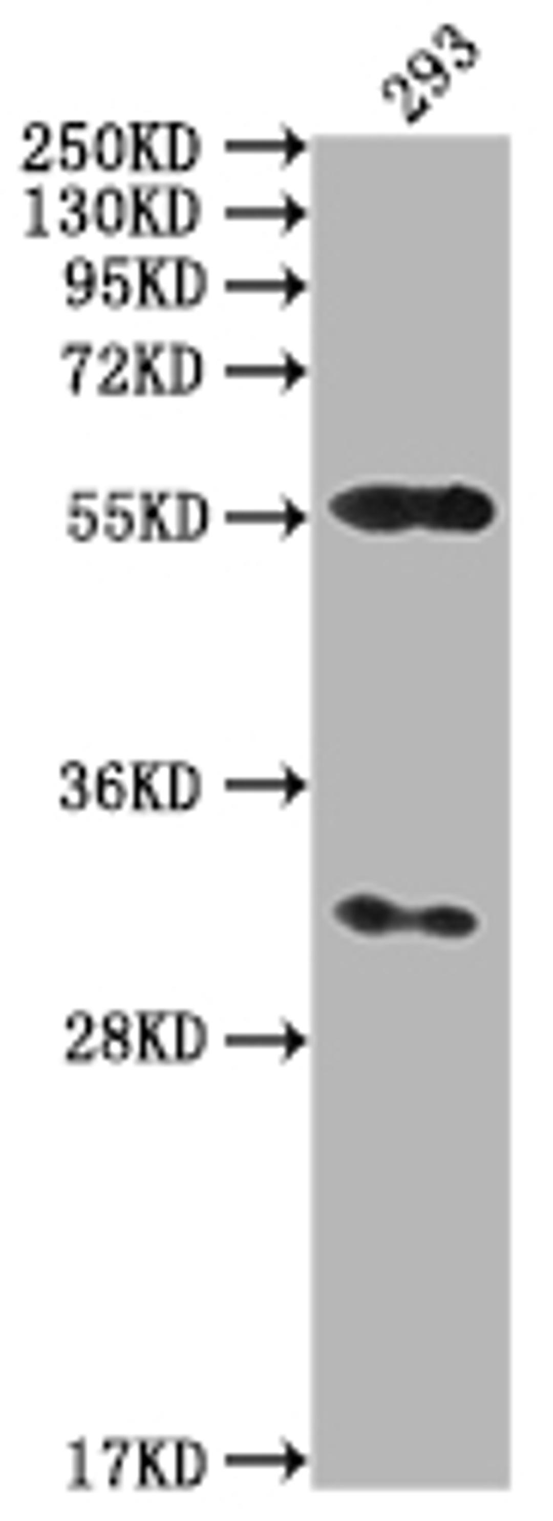 Western Blot. Positive WB detected in: 293 whole cell lysate. All lanes: CAMK2A antibody at 1:2000. Secondary. Goat polyclonal to rabbit IgG at 1/50000 dilution. Predicted band size: 55, 56 kDa. Observed band size: 55 kDa.