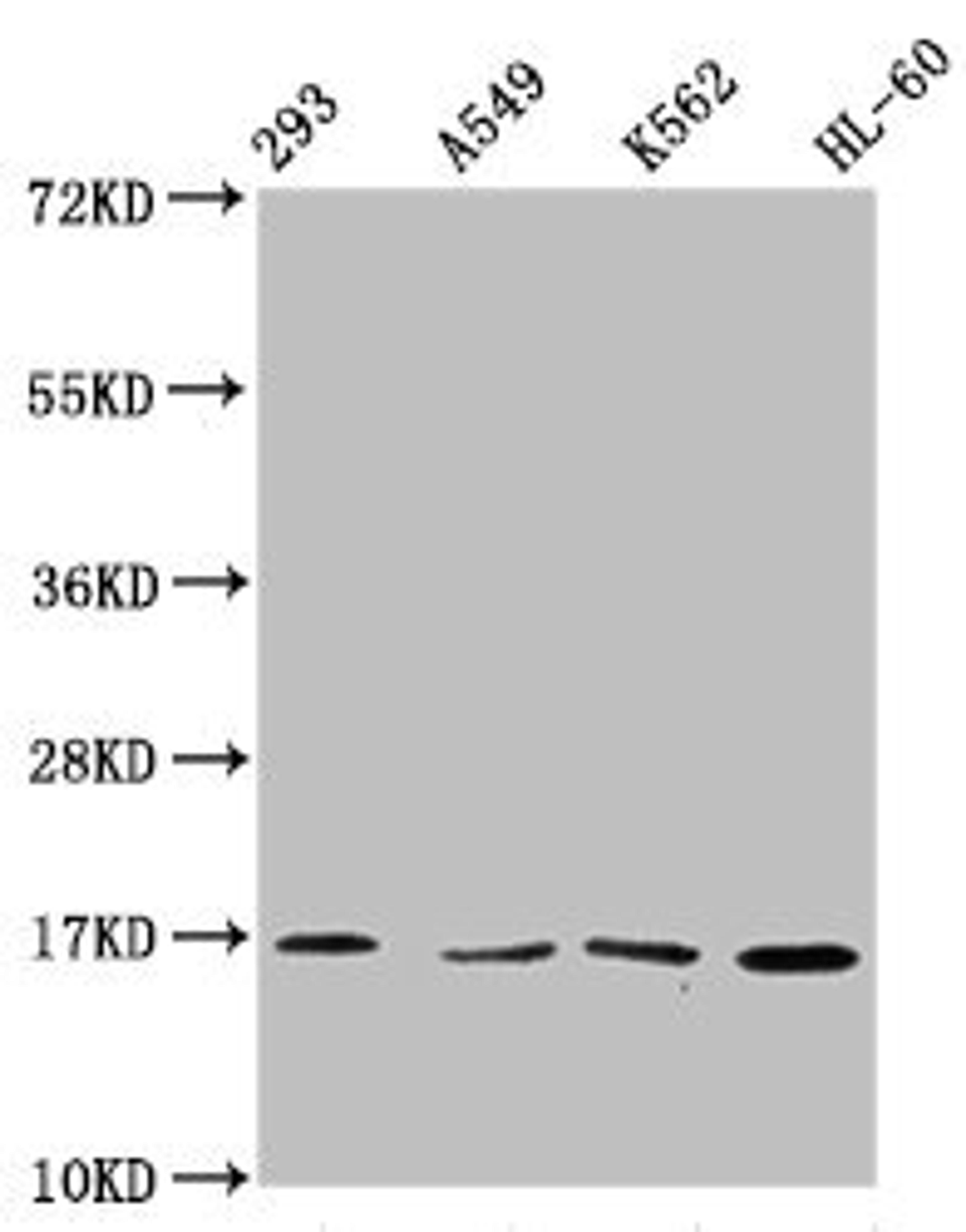 Western Blot. Positive WB detected in: 293 whole cell lysate, A549 whole cell lysate, K562 whole cell lysate, HL60 whole cell lysate. All lanes: HIST1H3A antibody at 1:500. Secondary. Goat polyclonal to rabbit IgG at 1/40000 dilution. Predicted band size: 16 kDa. Observed band size: 16 kDa