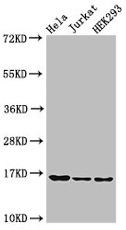 Western Blot. Positive WB detected in: Hela cell acid extracts, Jurkat cell acid extracts, HEK293 cell acid extracts. All lanes: HIST1H3A antibody at 0.5µg/ml. Secondary. Goat polyclonal to rabbit IgG at 1/50000 dilution. Predicted band size: 16 kDa. Observed band size: 16 kDa