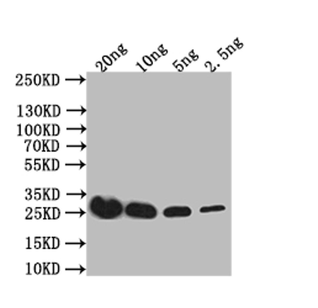 Western Blot. Positive WB detected in: recombinant protein. All lanes: IL4R Antibody at 1:1000. Secondary. Goat polyclonal to rabbit IgG at 1/50000 dilution. Predicted band size: 28 kDa. Observed band size: 28 kDa. 