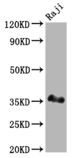 Western Blot. Positive WB detected in: Raji whole cell lysate. All lanes: BOB1 antibody at 1:2000. Secondary. Goat polyclonal to rabbit IgG at 1/50000 dilution. Predicted band size: 28 kDa. Observed band size: 35 kDa. 