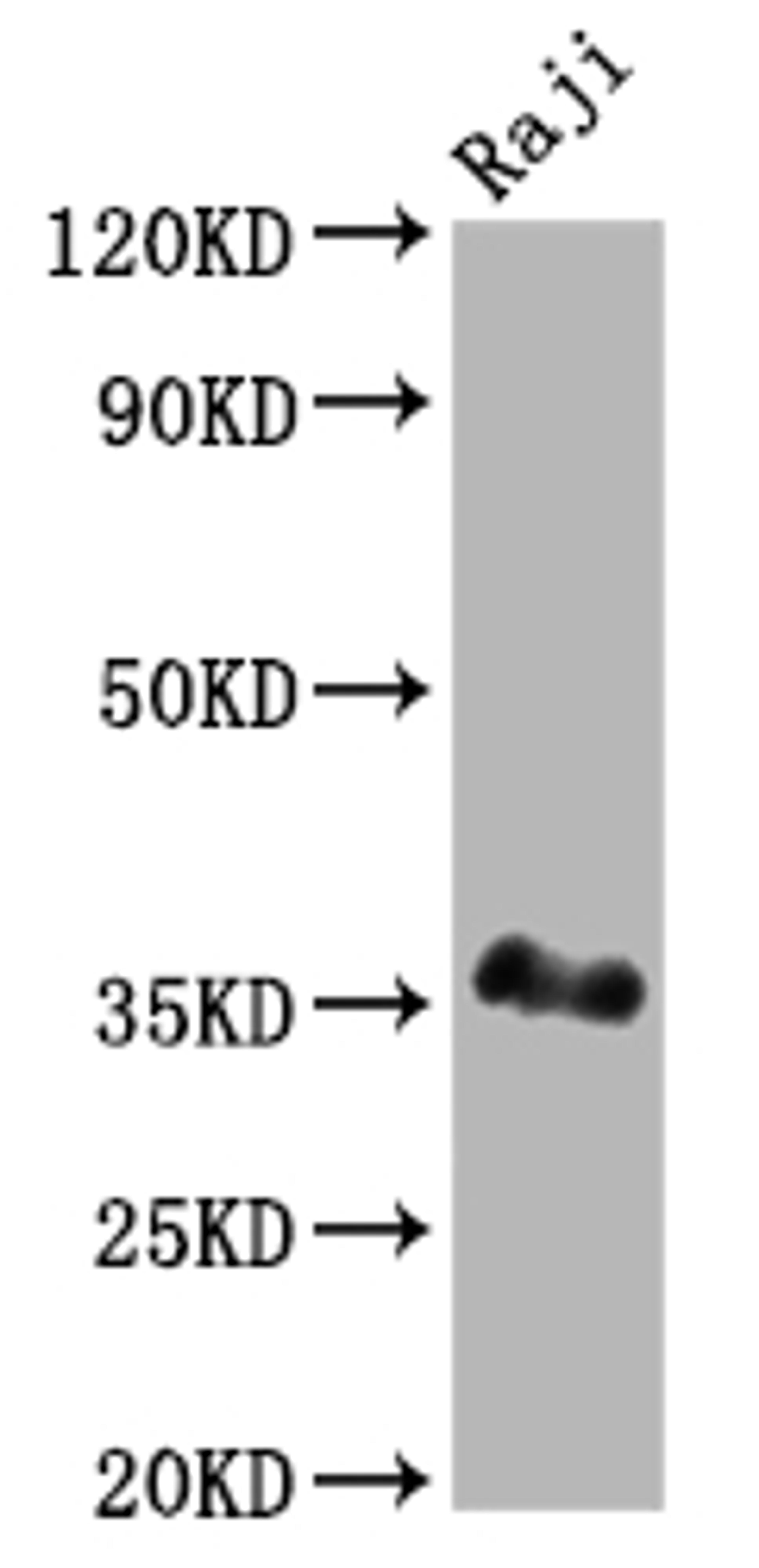 Western Blot. Positive WB detected in: Raji whole cell lysate. All lanes: BOB1 antibody at 1:2000. Secondary. Goat polyclonal to rabbit IgG at 1/50000 dilution. Predicted band size: 28 kDa. Observed band size: 35 kDa. 