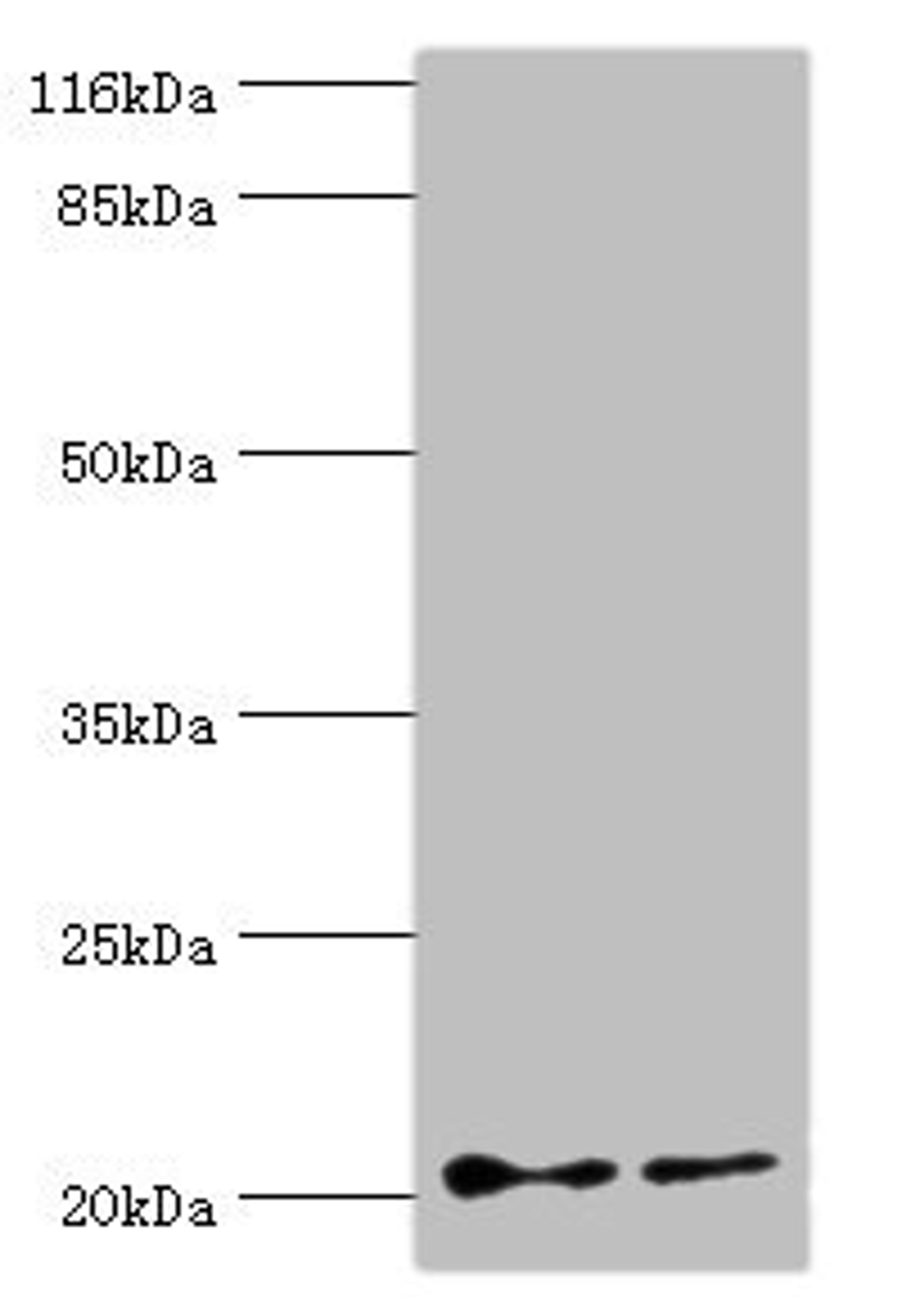 Western blot. All lanes: UBE2C antibody at 2µg/ml. Lane 1: Hela whole cell lysate. Lane 2: U87 whole cell lysate. Secondary. Goat polyclonal to rabbit IgG at 1/10000 dilution. Predicted band size: 20, 16, 17, 18 kDa. Observed band size: 20 kDa