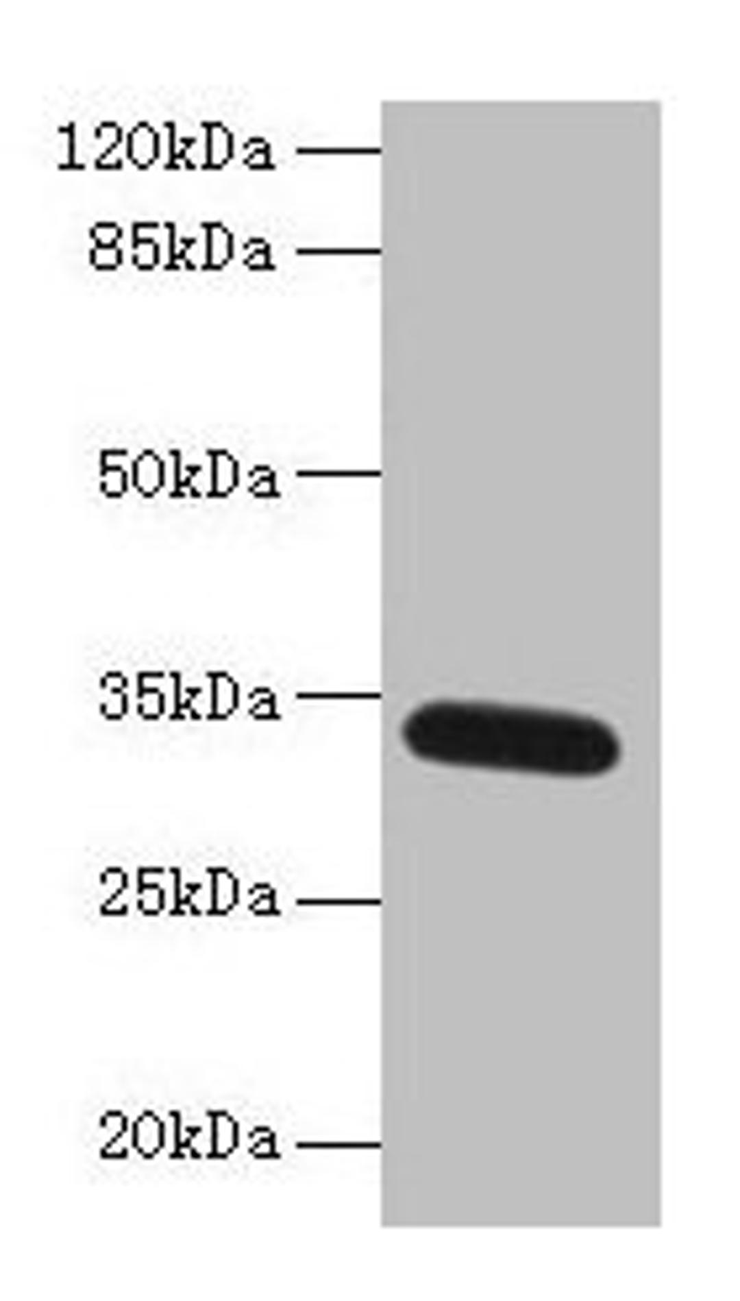 Western blot. All lanes: FAM92A antibody at 1µg/ml + Mouse brain tissue. Secondary. Goat polyclonal to rabbit IgG at 1/10000 dilution. Predicted band size: 34, 29, 32, 31, 12 kDa. Observed band size: 34 kDa