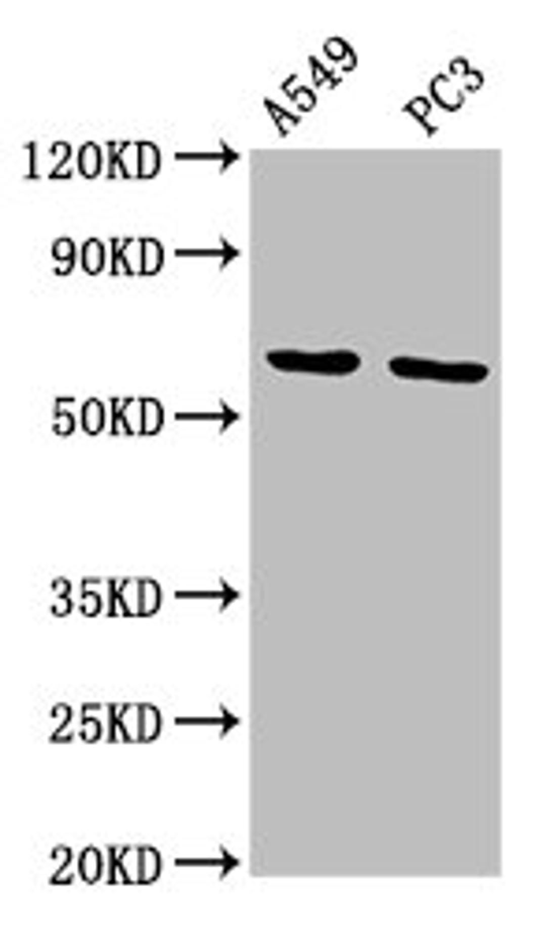 Western Blot. Positive WB detected in: A549 whole cell lysate, PC-3 whole cell lysate. All lanes: MEGF9 antibody at 11.5ug/ml. Secondary. Goat polyclonal to rabbit IgG at 1/50000 dilution. Predicted band size: 63 kDa. Observed band size: 63 kDa. 