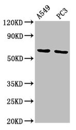 Western Blot. Positive WB detected in: A549 whole cell lysate, PC-3 whole cell lysate. All lanes: MEGF9 antibody at 11.5ug/ml. Secondary. Goat polyclonal to rabbit IgG at 1/50000 dilution. Predicted band size: 63 kDa. Observed band size: 63 kDa. 