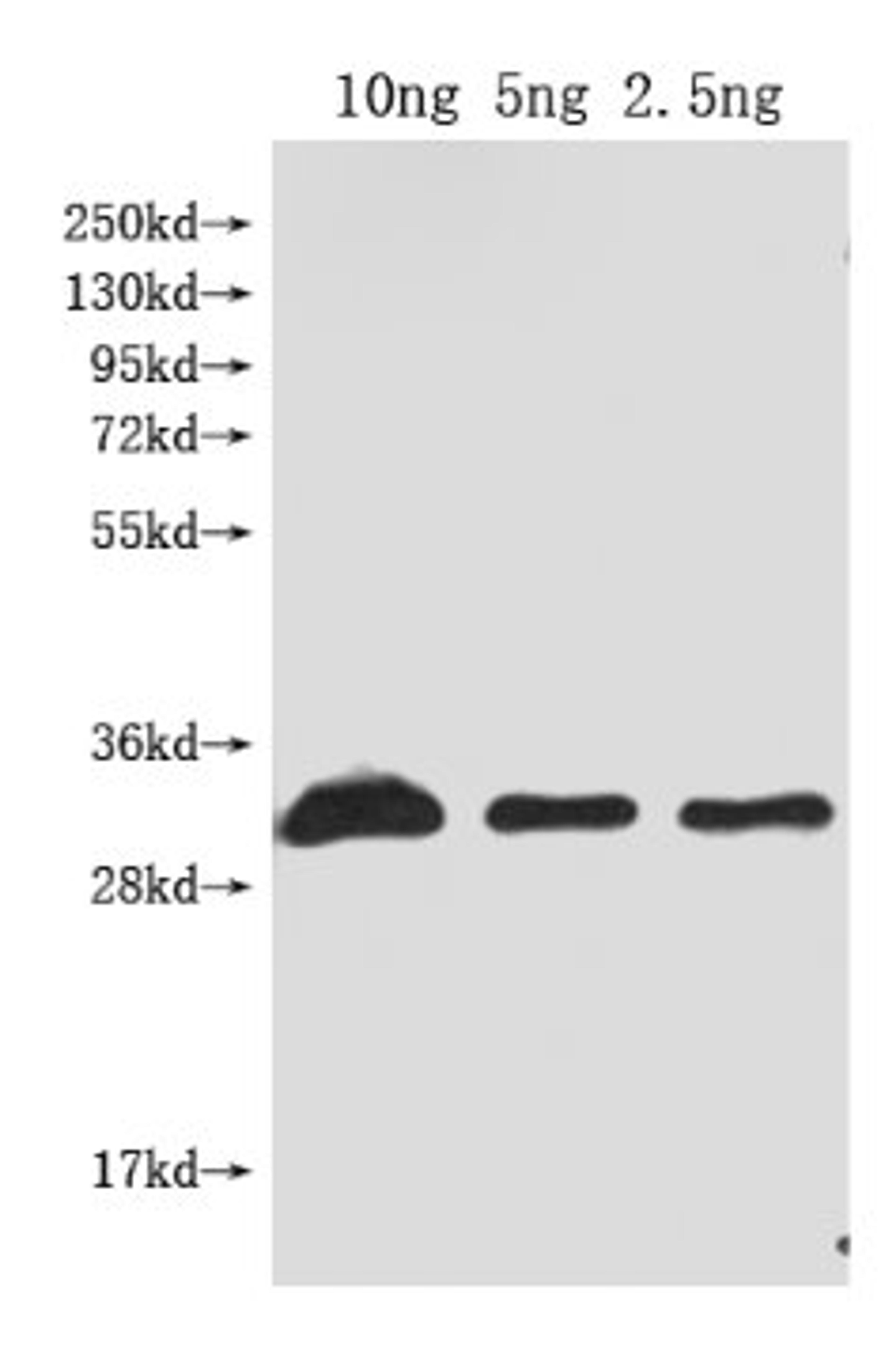 Western Blot. Positive WB detected in Recombinant protein. All lanes: Dop1R1 antibody at 1:2000. Secondary. Goat polyclonal to rabbit IgG at 1/50000 dilution. Predicted band size: 31 kDa. Observed band size: 31 kDa. 
