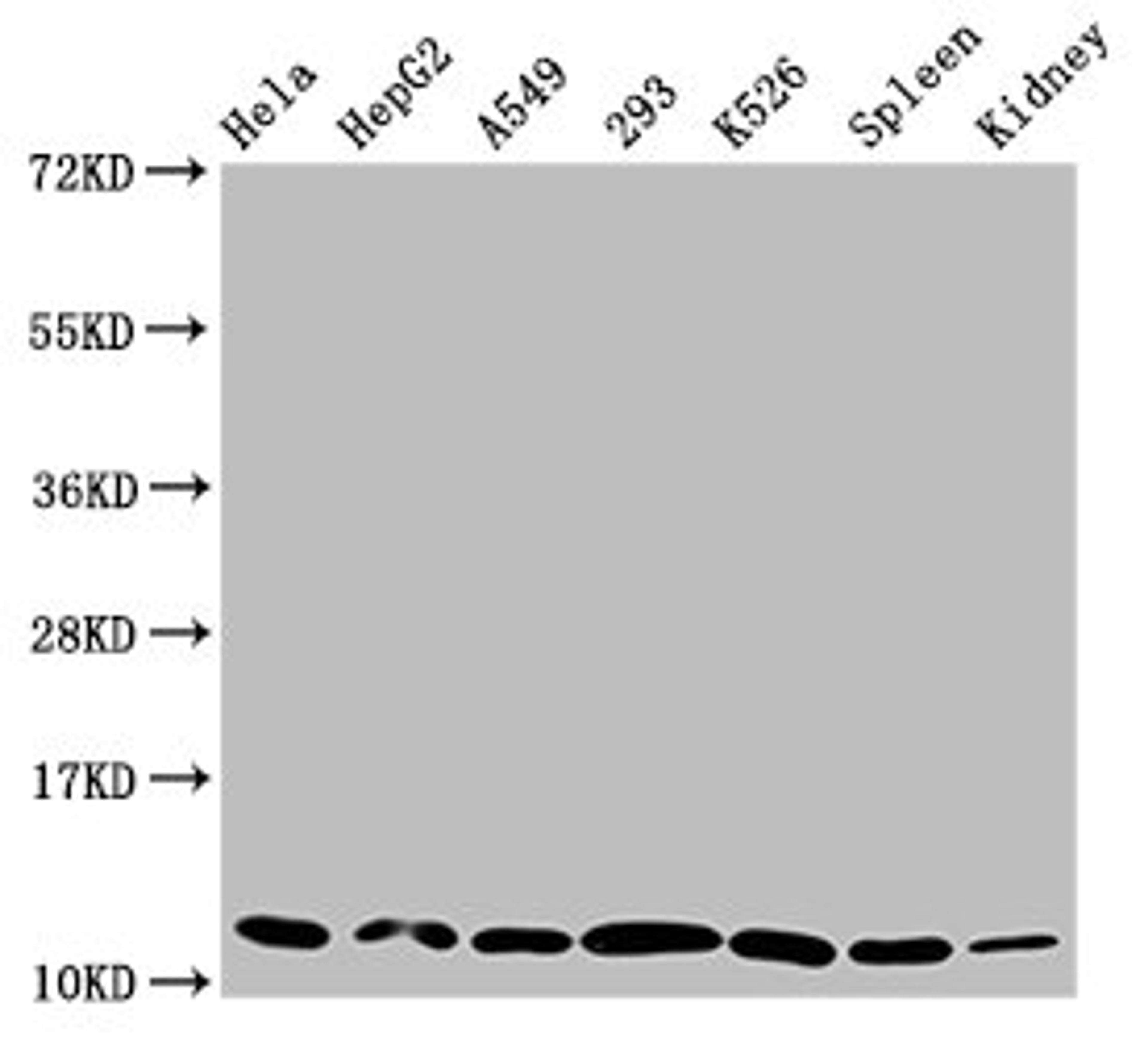 Western Blot. Positive WB detected in: Hela whole cell lysate, HepG2 whole cell lysate, A549 whole cell lysate, 293 whole cell lysate, K562 whole cell lysate, Rat spleen tissue, Mouse kidney tissue. All lanes: HIST1H4A antibody at 0.29µg/ml. Secondary. Goat polyclonal to rabbit IgG at 1/50000 dilution. Predicted band size: 12 kDa. Observed band size: 12 kDa