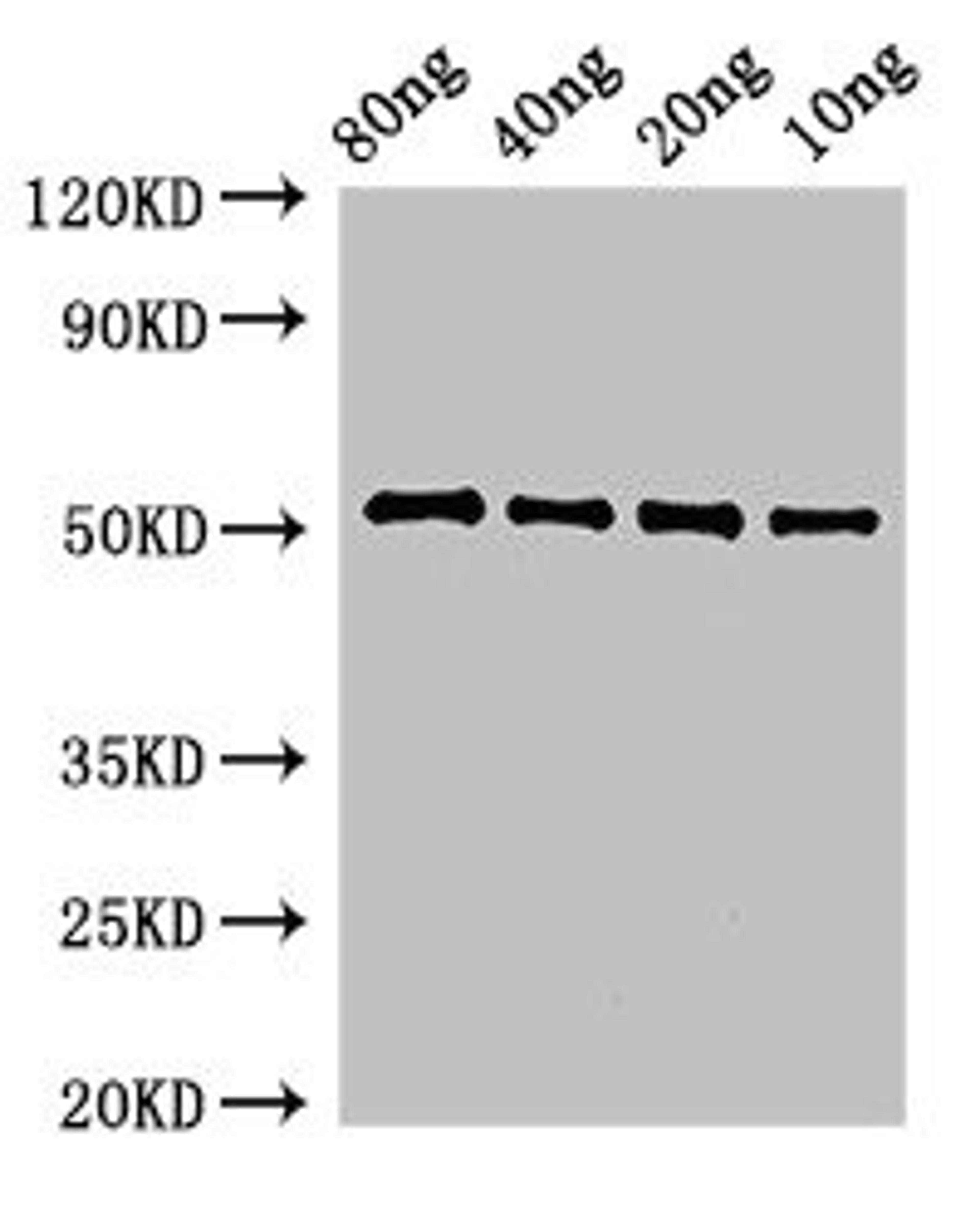 Western Blot. Positive WB detected in Recombinant protein. All lanes: pbpE antibody at 3ug/ml. Secondary. Goat polyclonal to rabbit IgG at 1/50000 dilution. Predicted band size: 52 kDa. Observed band size: 52 kDa. 
