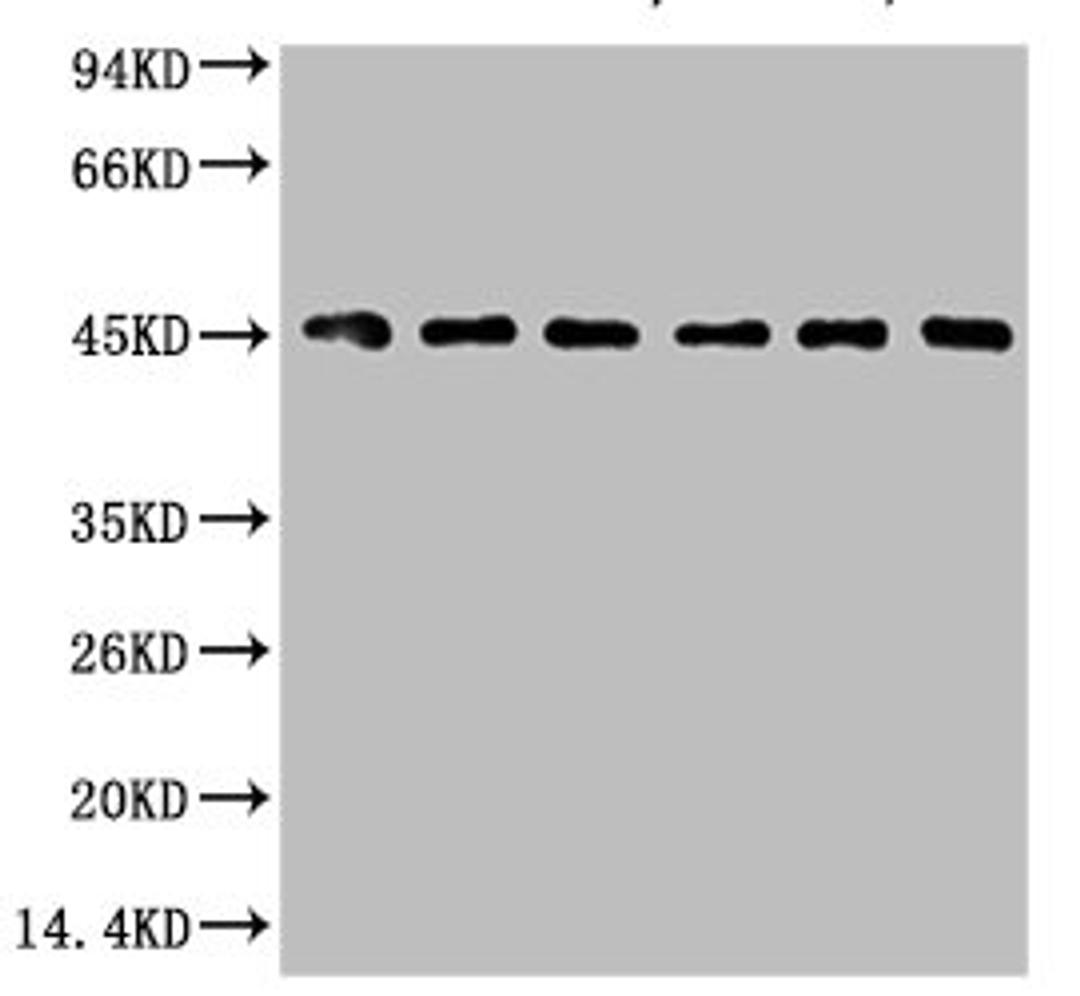 Western blot analysis of 1) HepG2, 2) Hela, 3) Mouse Liver tissue, 4) C2C12, 5) Rat Heart tissue, 6) Mouse Skeletal Muscle tissue, (8F2) diluted at 1:2000.