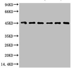 Western blot analysis of 1) HepG2, 2) Hela, 3) Mouse Liver tissue, 4) C2C12, 5) Rat Heart tissue, 6) Mouse Skeletal Muscle tissue, (8F2) diluted at 1:2000.