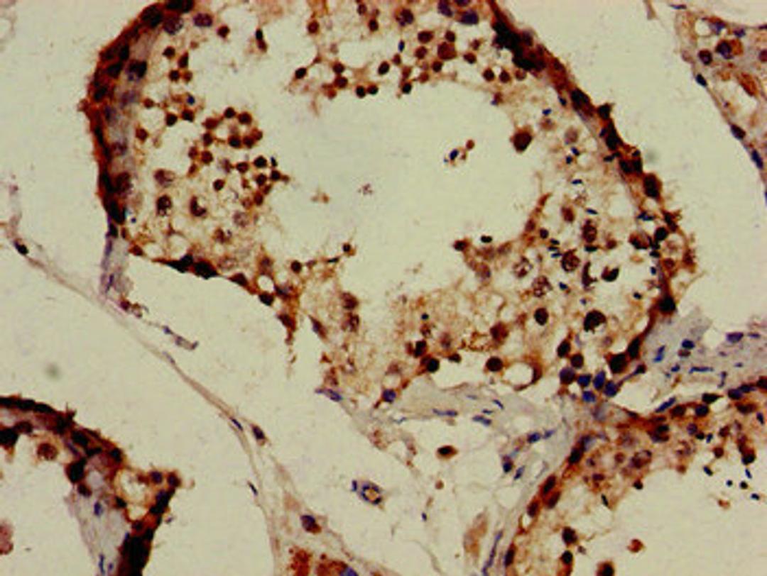 Immunohistochemistry of paraffin-embedded human testis tissue using CSB-PA812903LA01HU at dilution of 1:100