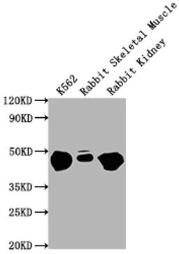 Western Blot. Positive WB detected in: K562 whole cell lysate, Rabbit Skeletal Muscle tissue, Rabbit Kidney lysate. All lanes ENO1 antibody at 1:10000. Secondary. Goat polyclonal to mouse IgG at 0.261ug/ml. Predicted band size: 47 KDa. Observed band size: 47 KDa. Exposure time: 1min