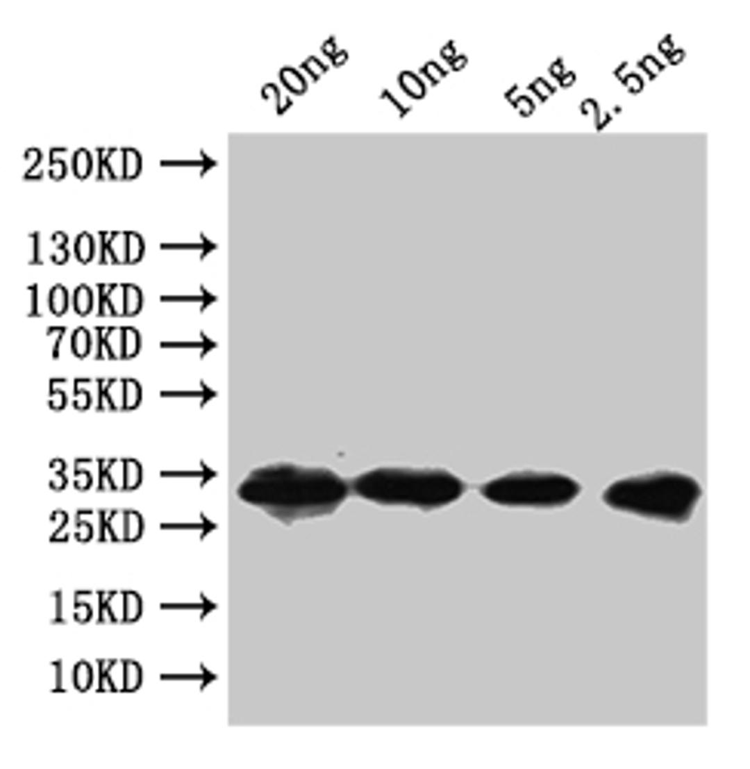 Western Blot. Positive WB detected in: recombinant protein. All lanes:nusGAntibody at 1:1000. Secondary. Goat polyclonal to rabbit IgG at 1/50000 dilution. Predicted band size: 23 kDa. Observed band size: 23 kDa. 