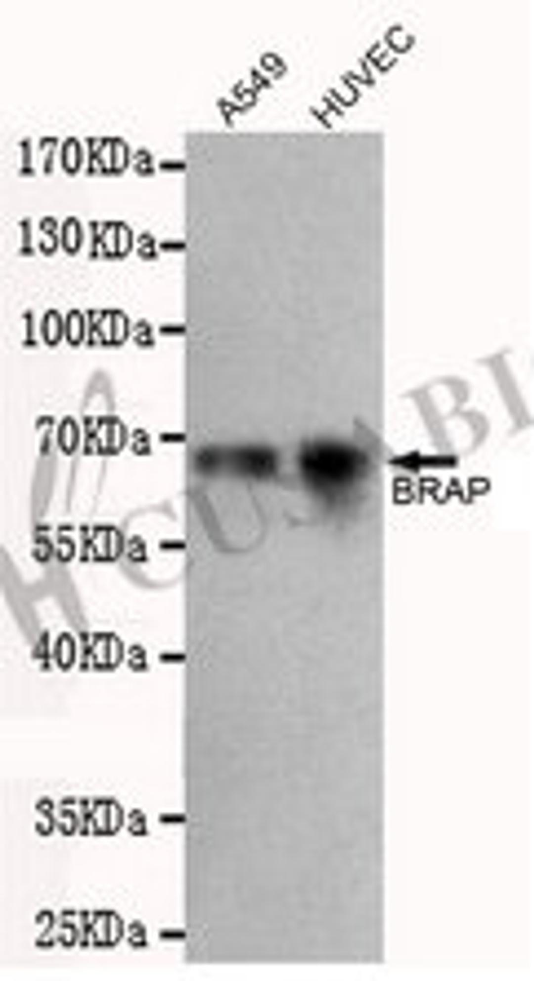 Western blot detection of BRAP in A549 and HUVEC cell lysates using BRAP antibody (1:500 diluted).Predicted band size: 67 kDaObserved band size: 67 kDa