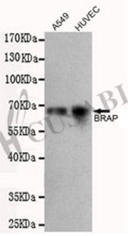 Western blot detection of BRAP in A549 and HUVEC cell lysates using BRAP antibody (1:500 diluted).Predicted band size: 67 kDaObserved band size: 67 kDa