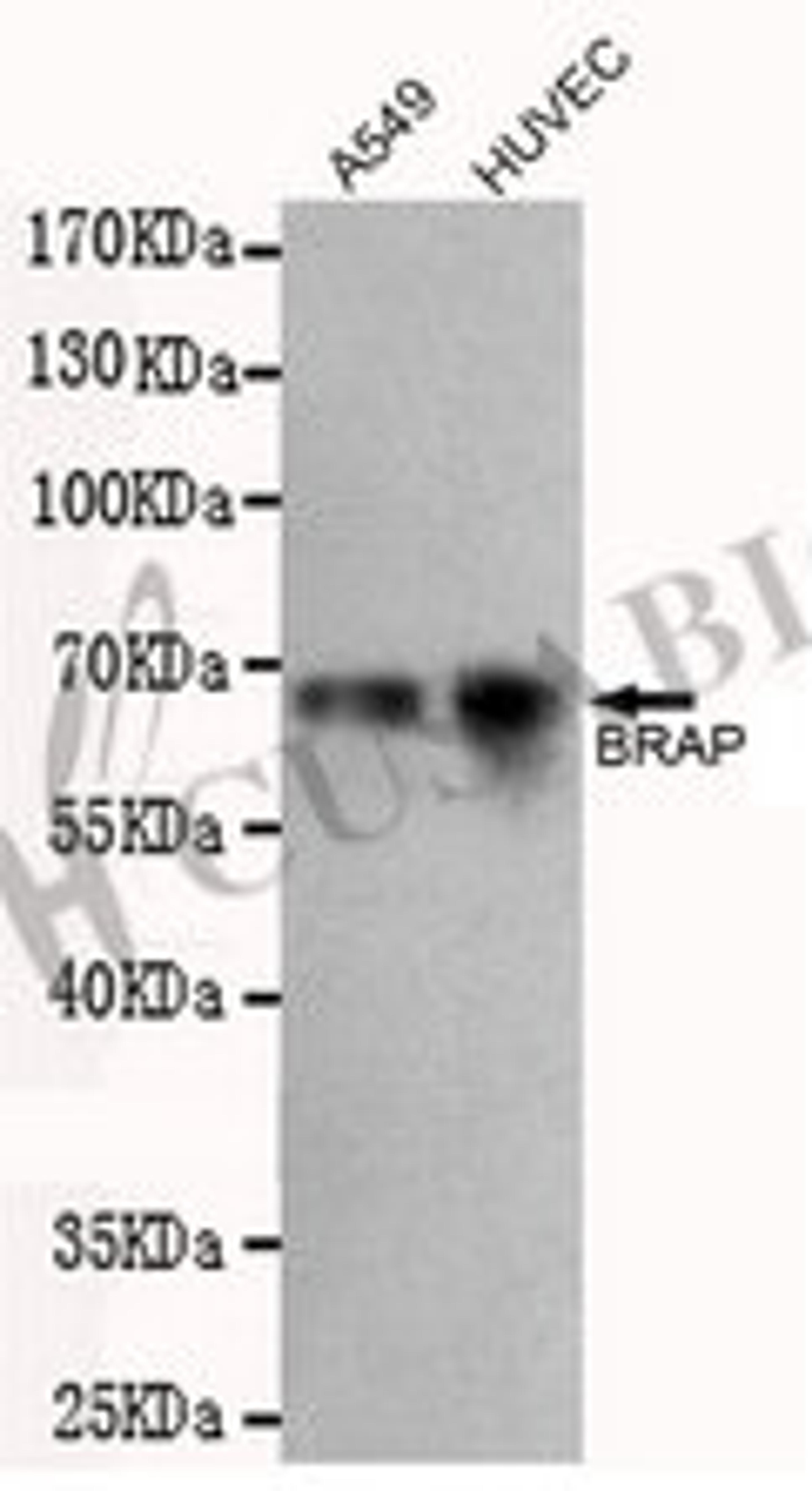 Western blot detection of BRAP in A549 and HUVEC cell lysates using BRAP antibody (1:500 diluted).Predicted band size: 67 kDaObserved band size: 67 kDa