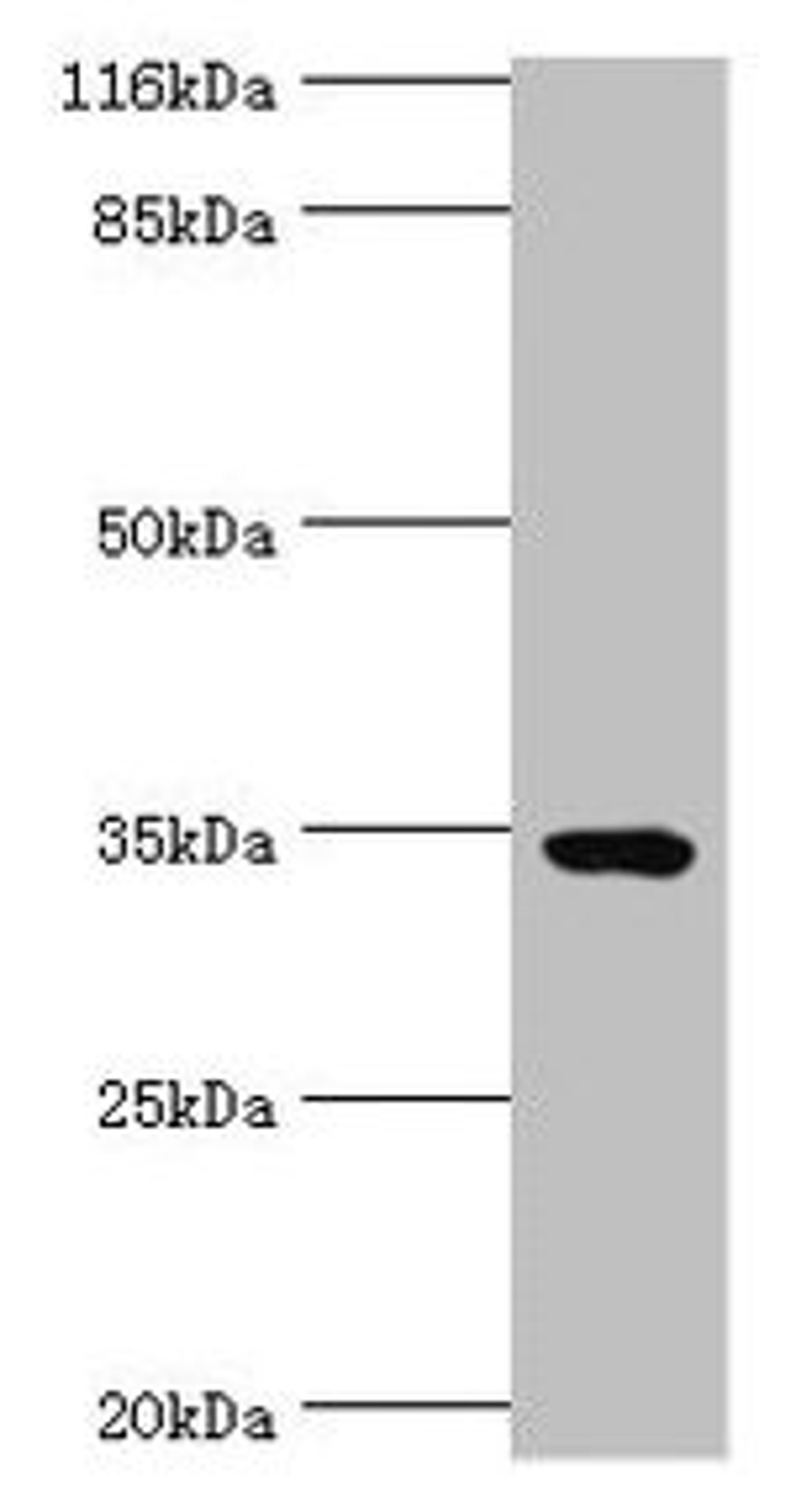 Western blot. All lanes: TMCO5A antibody at 6µg/ml + MCF-7 whole cell lysate. Secondary. Goat polyclonal to rabbit IgG at 1/10000 dilution. Predicted band size: 35, 27 kDa. Observed band size: 35 kDa