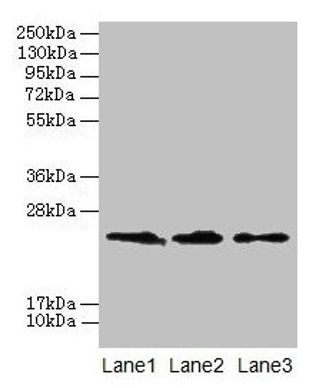Western blot. All lanes: CLDN20 antibody at 4µg/ml. Lane 1: A549 whole cell lysate. Lane 2: HepG2 whole cell lysate. Lane 3: PC-3 whole cell lysate. Secondary. Goat polyclonal to rabbit IgG at 1/10000 dilution. Predicted band size: 24 kDa. Observed band size: 24 kDa