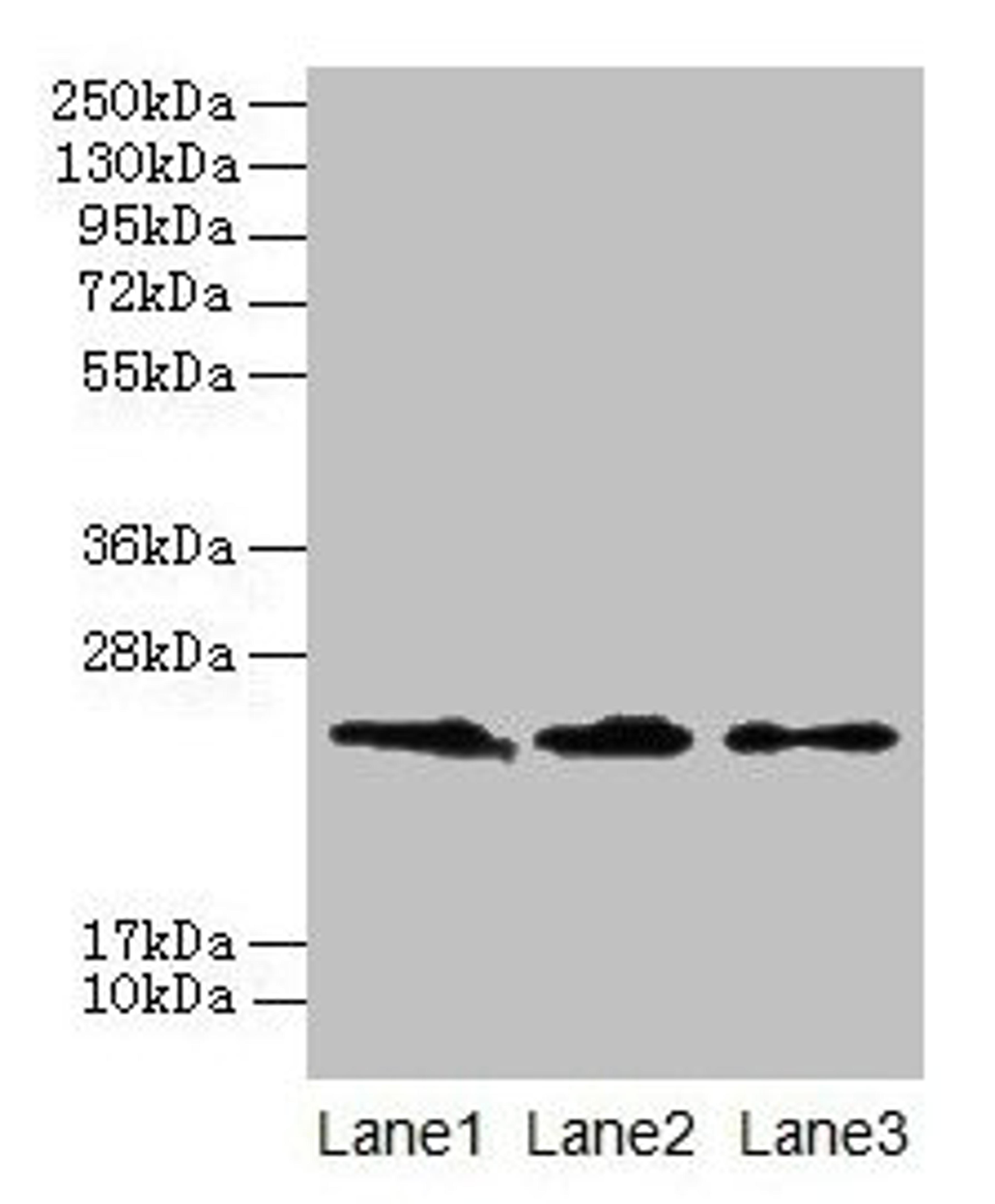Western blot. All lanes: CLDN20 antibody at 4µg/ml. Lane 1: A549 whole cell lysate. Lane 2: HepG2 whole cell lysate. Lane 3: PC-3 whole cell lysate. Secondary. Goat polyclonal to rabbit IgG at 1/10000 dilution. Predicted band size: 24 kDa. Observed band size: 24 kDa