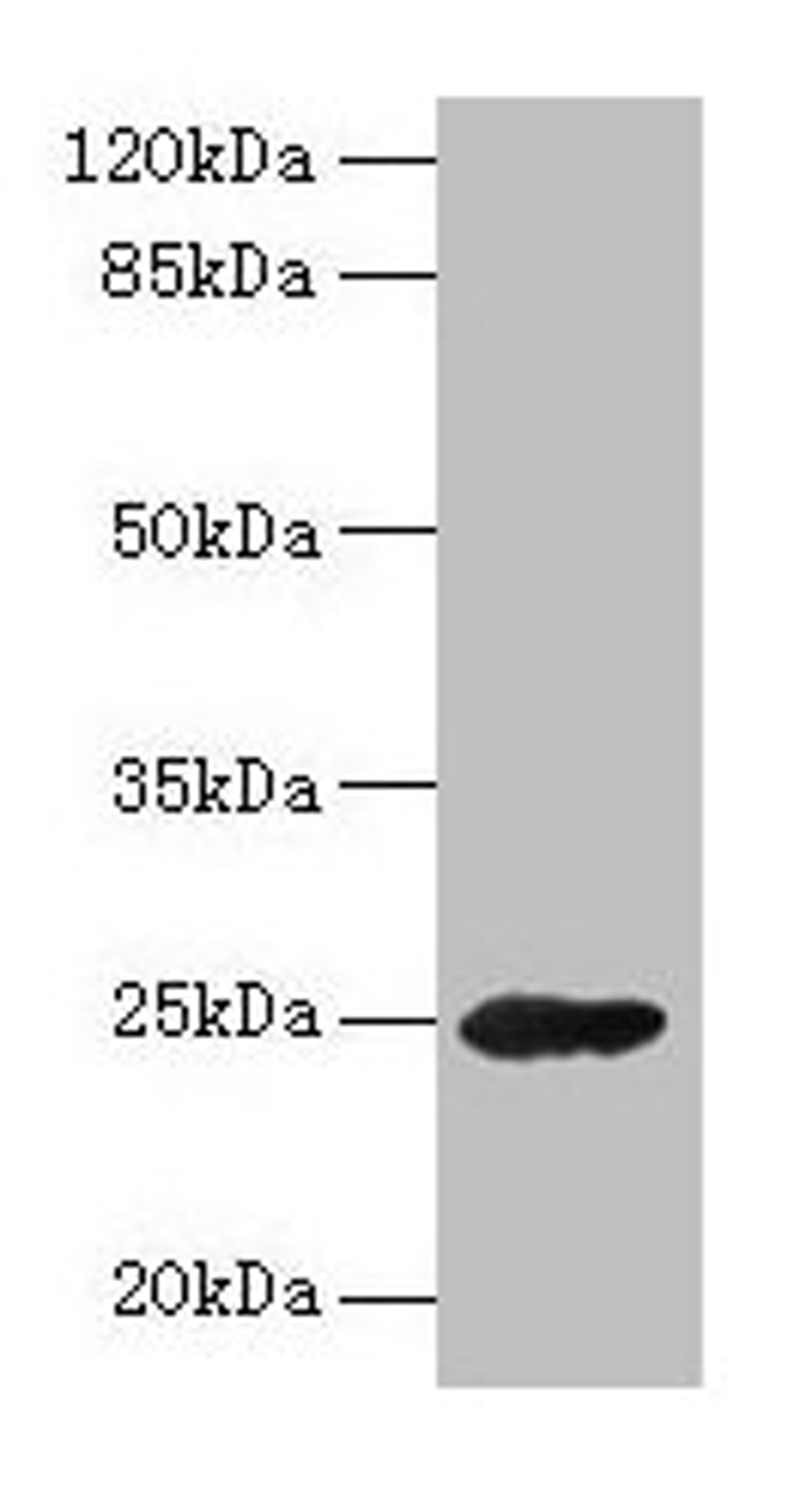 Western blot. All lanes: GH2 antibody at 16µg/ml + Mouse skeletal muscle tissue. Secondary. Goat polyclonal to rabbit IgG at 1/10000 dilution. Predicted band size: 25, 29, 24, 28 kDa. Observed band size: 25 kDa