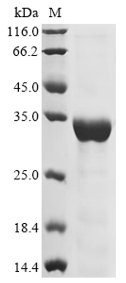(Tris-Glycine gel) Discontinuous SDS-PAGE (reduced) with 5% enrichment gel and 15% separation gel.