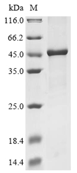 (Tris-Glycine gel) Discontinuous SDS-PAGE (reduced) with 5% enrichment gel and 15% separation gel.