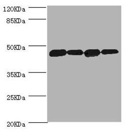 Western blot. All lanes: DNAJA2 antibody at 3.12ug/ml. Lane 1: A375 whole cell lysate. Lane 2: PC-3 whole cell lysate. Lane 3: HepG2 whole cell lysate. Lane 4: Hela whole cell lysate. Secondary. Goat polyclonal to rabbit IgG at 1/10000 dilution. Predicted band size: 46 kDa. Observed band size: 46 kDa. 