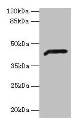 Western blot. All lanes: ADH7 antibody at 2µg/ml + Mouse liver tissue. Secondary. Goat polyclonal to rabbit IgG at 1/10000 dilution. Predicted band size: 42, 43 kDa. Observed band size: 42 kDa