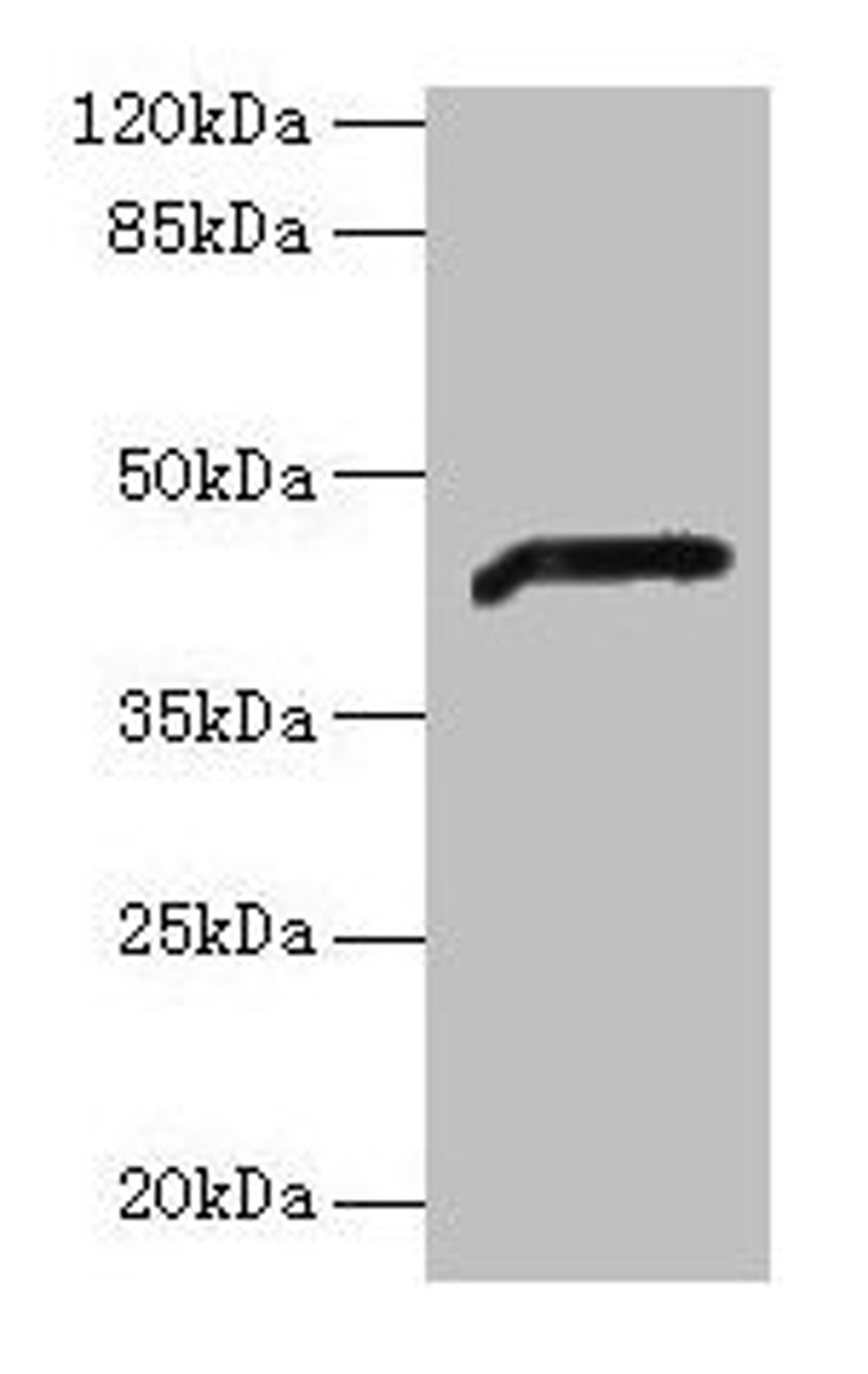 Western blot. All lanes: ADH7 antibody at 2µg/ml + Mouse liver tissue. Secondary. Goat polyclonal to rabbit IgG at 1/10000 dilution. Predicted band size: 42, 43 kDa. Observed band size: 42 kDa