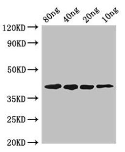 Western Blot. Positive WB detected in Recombinant protein. All lanes: pepF antibody at 2.8µg/ml. Secondary. Goat polyclonal to rabbit IgG at 1/50000 dilution. predicted band size: 40 kDa. observed band size: 40 kDa