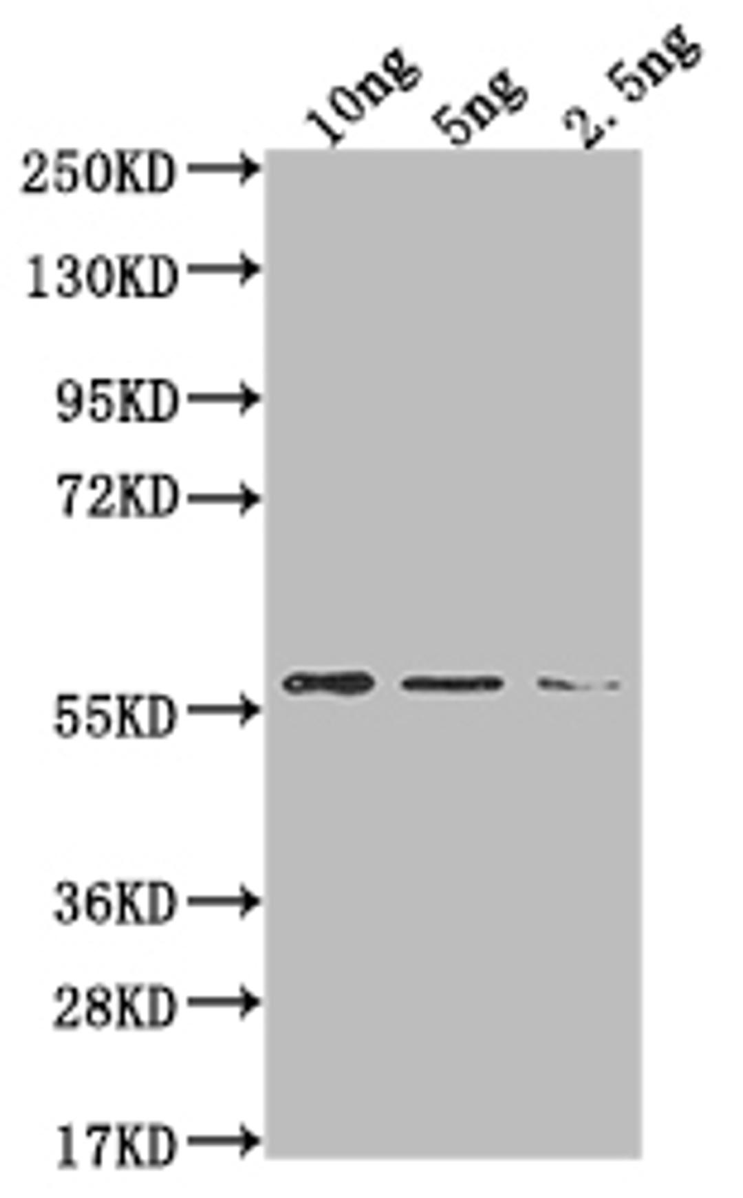 Western Blot. Positive WB detected in Recombinant protein. All lanes: MUD1 antibody at 1:2000. Secondary. Goat polyclonal to rabbit IgG at 1/50000 dilution. Predicted band size: 49.7 kDa. Observed band size: 60 kDa. 