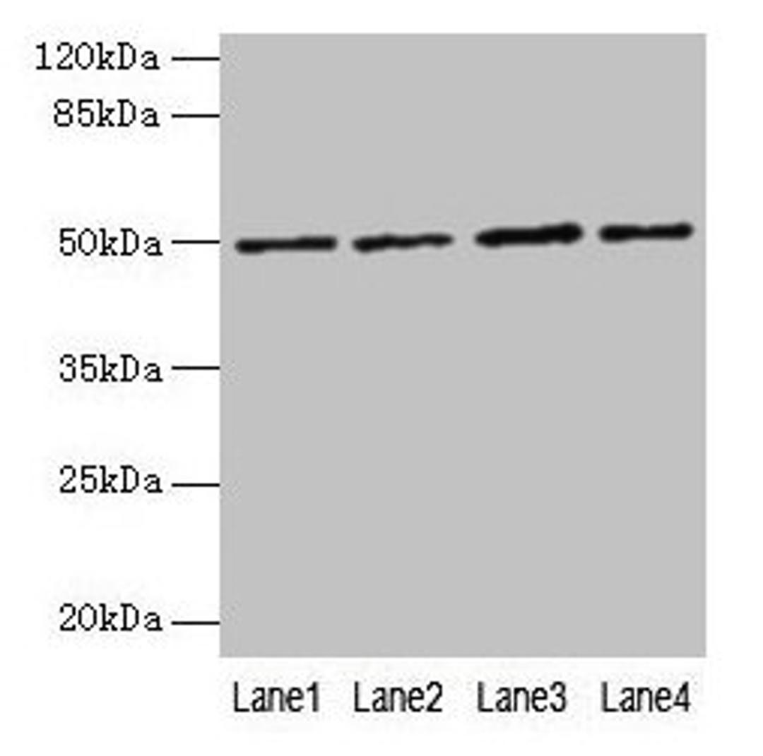 Western blot. All lanes: EVA1C antibody at 5µg/ml. Lane 1: Hela whole cell lysate. Lane 2: Jurkat whole cell lysate. Lane 3: 293T whole cell lysate. Lane 4: HL60 whole cell lysate. Secondary. Goat polyclonal to rabbit IgG at 1/10000 dilution. Predicted band size: 50, 8 kDa. Observed band size: 50 kDa