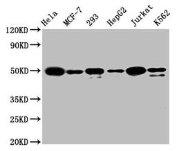 Western Blot. Positive WB detected in: Hela whole cell lysate, MCF-7 whole cell lysate, 293 whole cell lysate, HepG2 whole cell lysate, Jurkat whole cell lysate, K562 whole cell lysate. All lanes: ATF4 antibody at 1.6μg/ml. Secondary. Goat polyclonal to rabbit IgG at 1/50000 dilution. Predicted band size: 39 KDa. Observed band size: 50 KDa.