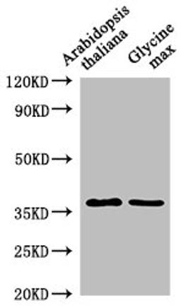 Western Blot. Positive WB detected in: Arabidopsis thaliana leaf tissue, Glycine max leaf tissue. All lanes: BG2 antibody at 1:1000. Secondary. Goat polyclonal to rabbit IgG at 1/50000 dilution. Predicted band size: 38 kDa. Observed band size: 38 kDa. 